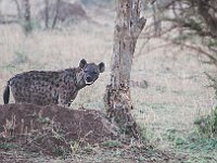 Wild Hyena 2